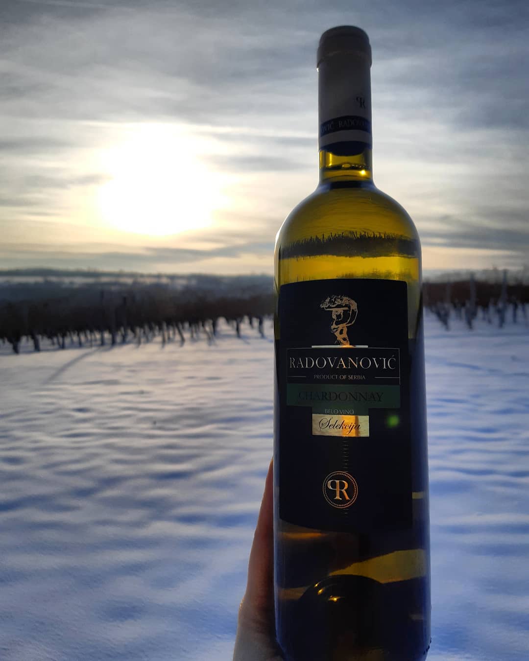 Chardonnay Selekcija Radovanović
